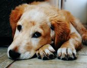 National Rescue Dog Day 2022