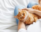 Everything You Need To Know About International Cat Day