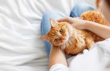 Everything You Need To Know About International Cat Day