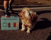 5 Best Wayfair's Top-Rated Products for Spoiled Fur Babies