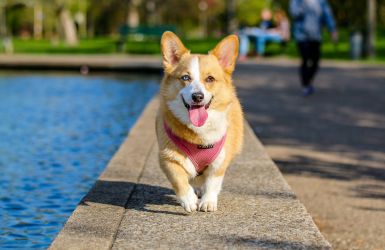 The Top Pet Products From Wayfair For Your Furry Pal